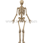 posterior view of skeleton