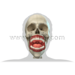 teeth and skull