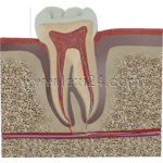 cross section of molar