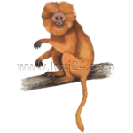 lion tamarin