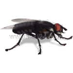 blackfly