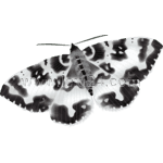 spear-marked black moth