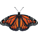 monarch butterfly