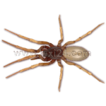 woodlouse spider