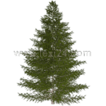 Caucasian fir